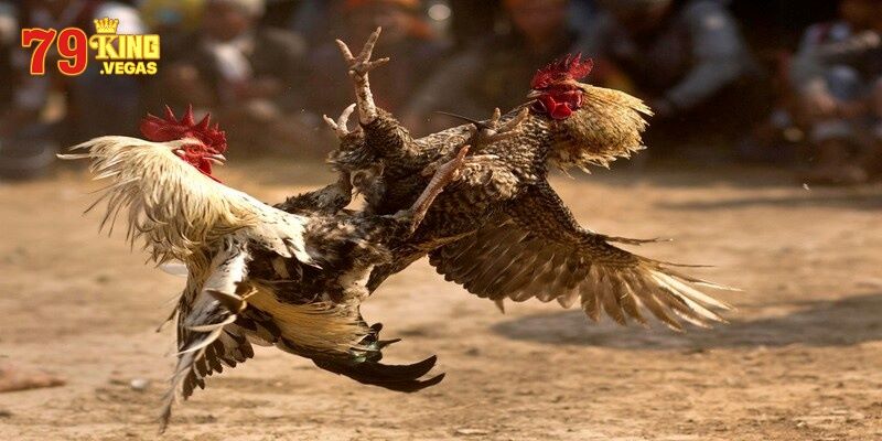 Đá gà đòn là thể loại thu hút đông đảo tại trực tiếp đá gà 88 Đá gà đòn là thể loại thu hút đông đảo tại trực tiếp đá gà 88