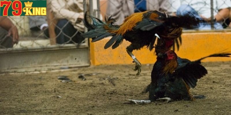 Giới thiệu đôi nét cơ bản về đá gà thomo c3