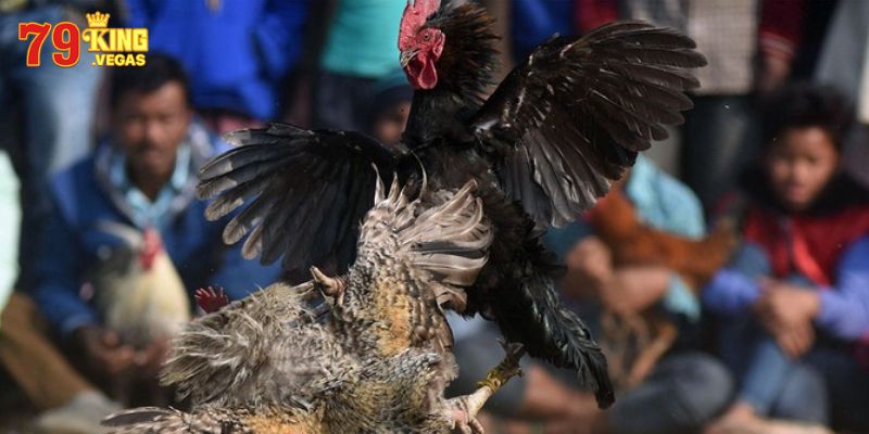 Tính năng nổi bật của đá gà trực tiếp C3 79KING