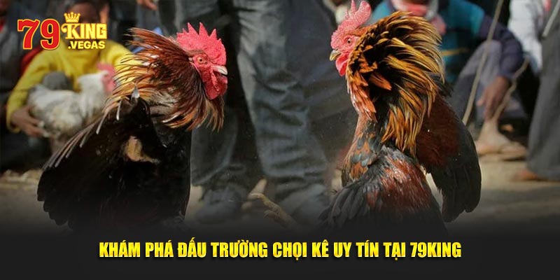 Khám phá đấu trường chọi kê uy tín tại 79King