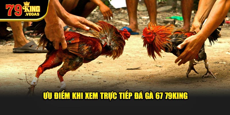 Ưu điểm khi xem trực tiếp đá gà 67 79KING
